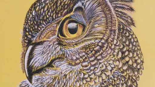 Artwork of an owl head with fine line drawing.