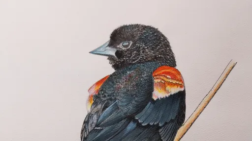 Blackbird perched on branch in water color painting