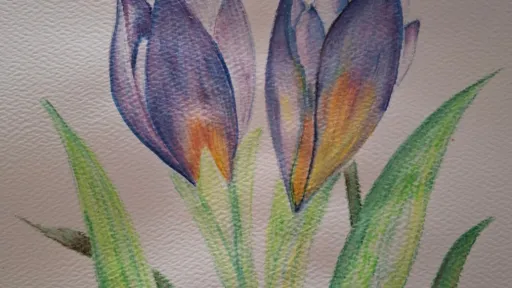 Watercolor of two purple crocus flowers with green leaves.