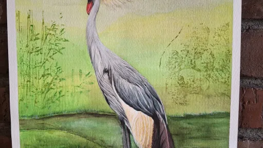 Watercolor artwork of a crowned crane on a green field.