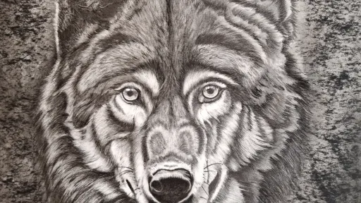 Graphite pencil and charcoal drawing of a wolf with detailed fur texture.