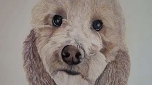 Dog portrait in colored pencil on light paper.