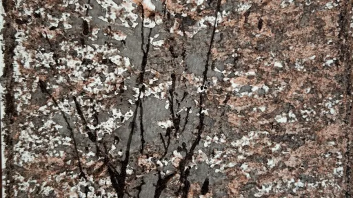 Artwork of a tree with dense pink and white flowers.