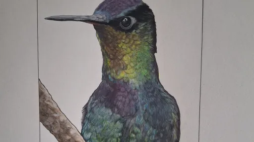 Color pencil and water color drawing of an iridescent hummingbird perched on a branch.