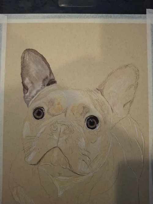 Color pencil of French Bulldog phase 1