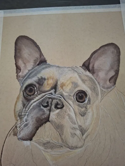 Color pencil of French Bulldog phase 2, partially complete