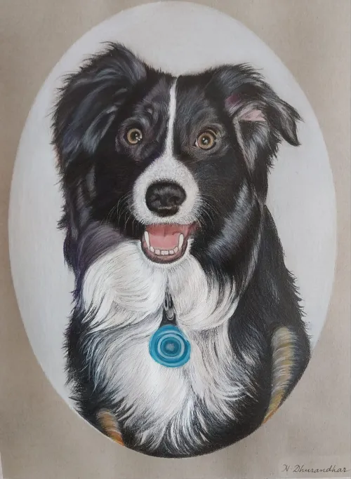 Color pencil of a black and white dog with collar.
