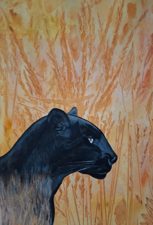Watercolor and black pencil of a black panther in tall golden grass.