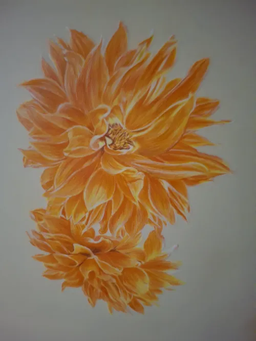 Artwork of two orange dahlias, detailed with layered petals and subtle highlights.