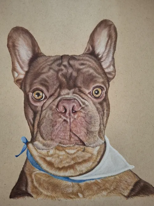 Portrait of a brown French Bulldog with large ears and a white bandana.