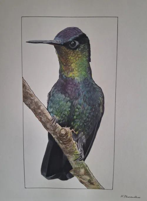 Color pencil and water color drawing of an iridescent hummingbird perched on a branch.