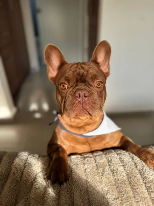 Brown French Bulldog with perked ears, orange eyes, and white bandana, looking over a couch.